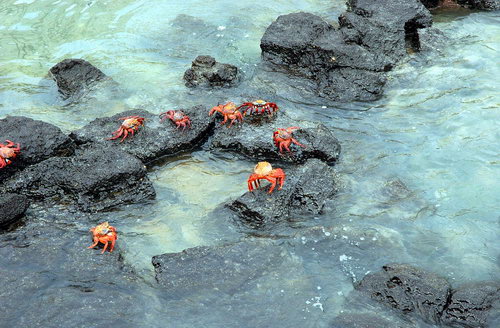 Миграция красного краба на острове Рождества фото 10