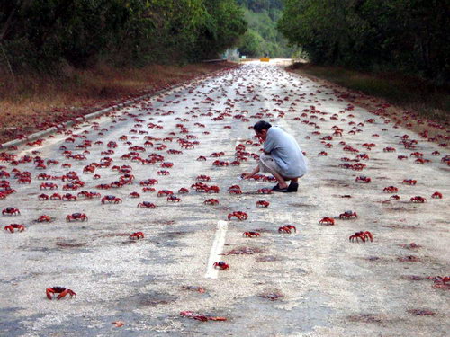 Миграция красного краба на острове Рождества фото 11