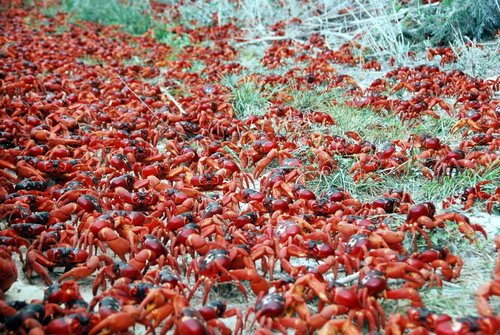 Миграция красного краба на острове Рождества фото 14