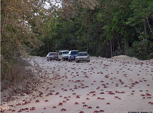Миграция красного краба на острове Рождества фото 20