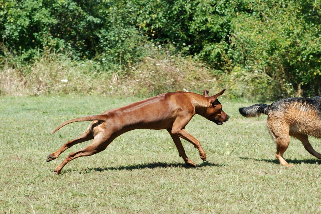 Собаки для охоты на львов порода фото