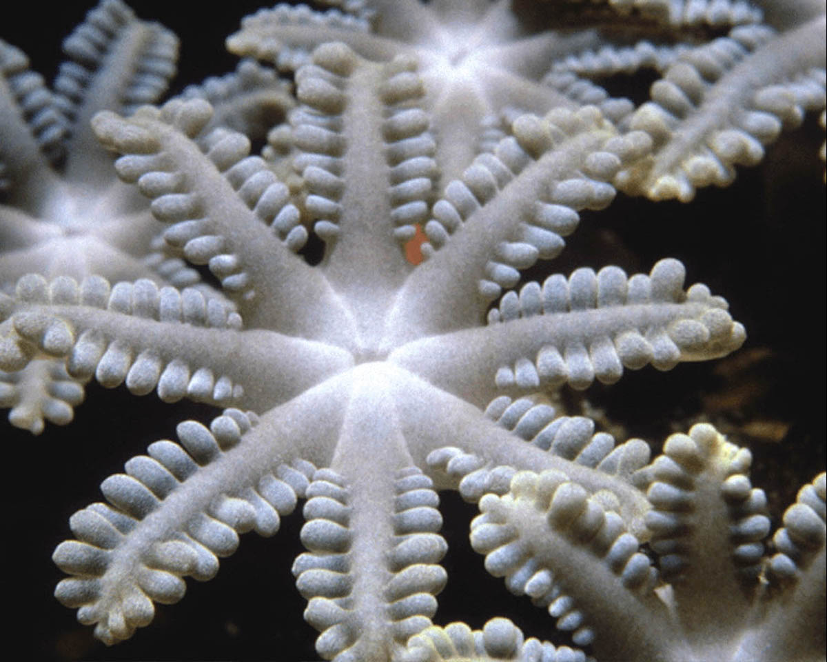 Коралловый полип лучевая симметрия
