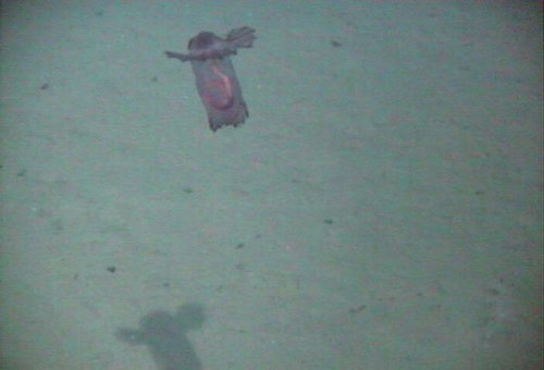 Морской огурец фото 1