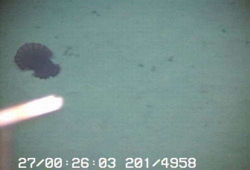 Морской огурец фото 2