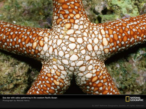 Животный мир :: Морские звезды фото 1