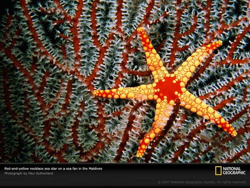 Животный мир :: Морские звезды фото 4