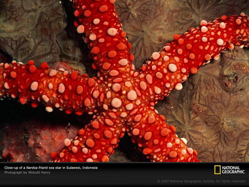 Животный мир :: Морские звезды фото 5