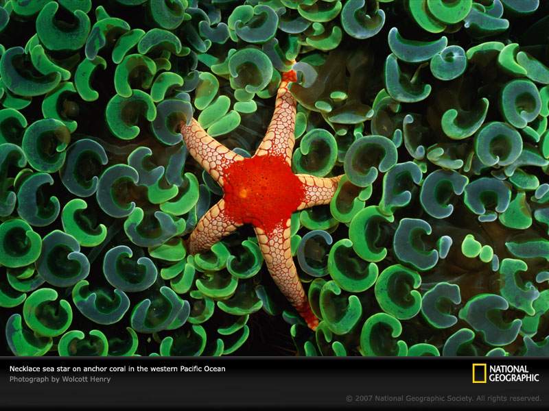 Животный мир :: Морские звезды :: фотография 2