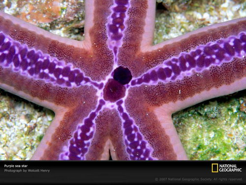 Животный мир :: Морские звезды фото 8