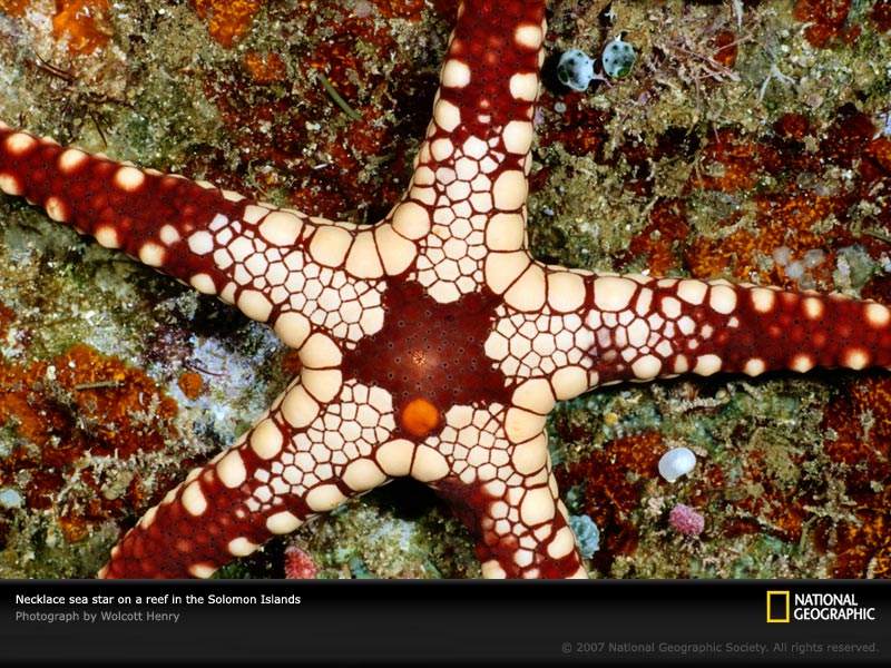 Животный мир :: Морские звезды :: фотография 2