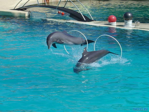 Игровые автоматы играть бесплатно дельфины
