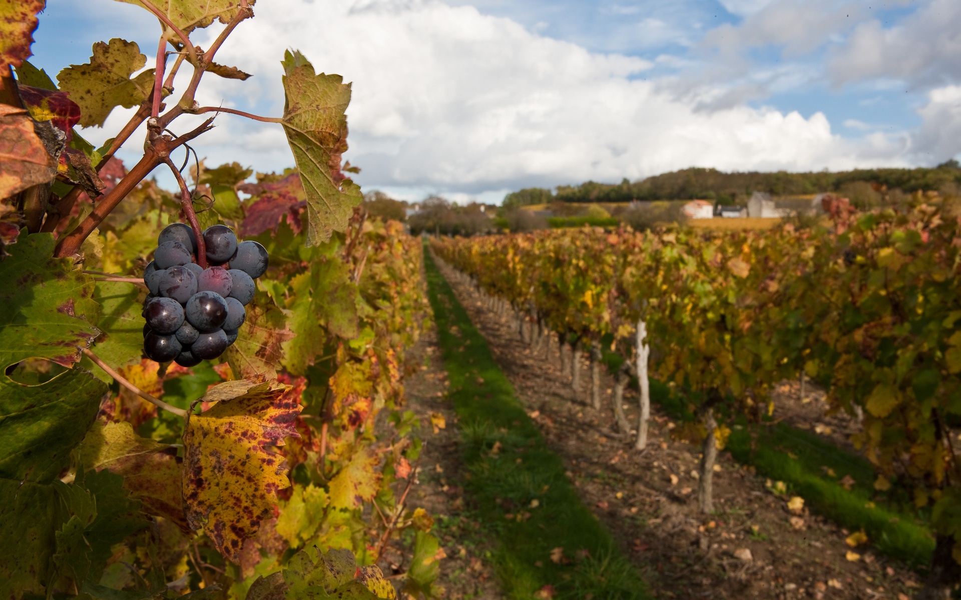 Виноградные сады Франции