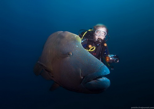 Подводный мир фото 46