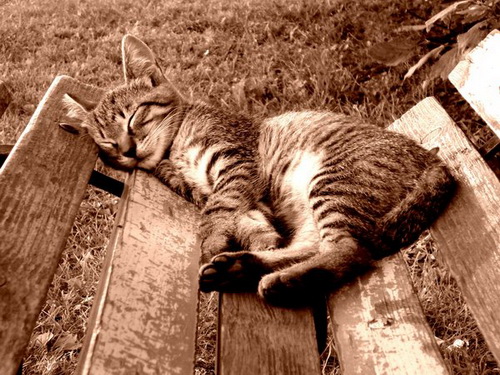 Спящие кошки фото 3