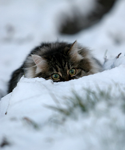 Кошки и снег фото 2