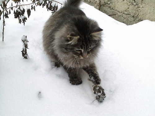 Кошки и снег фото 6