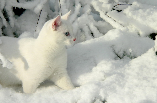 Кошки и снег фото 7