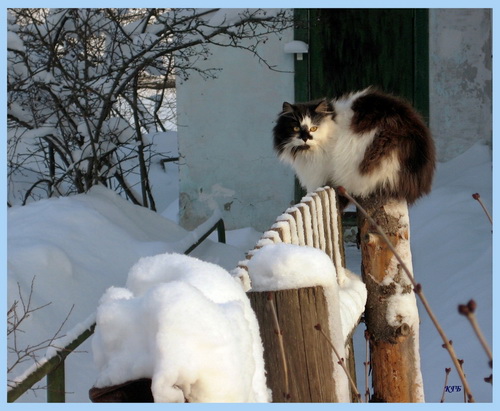 Кошки и снег фото 9