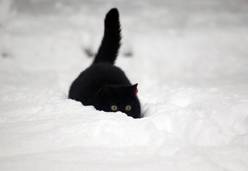Кошки и снег фото 11
