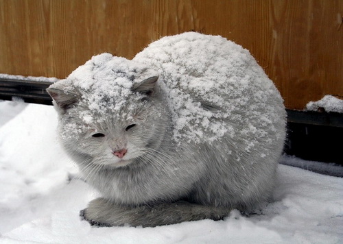 Кошки и снег фото 14