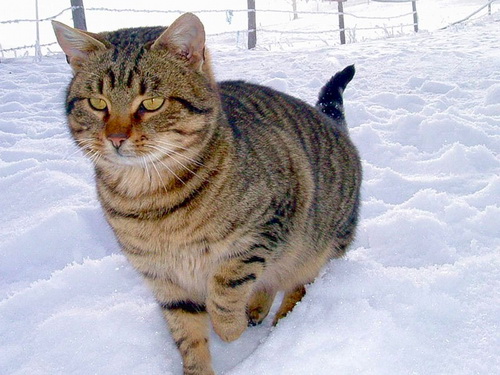 Кошки и снег фото 15