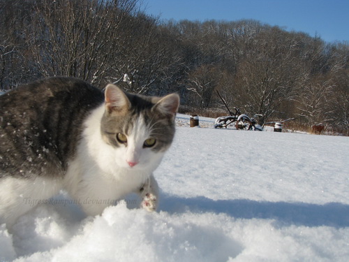 Кошки и снег фото 17