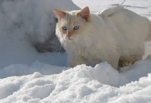 Кошки и снег фото 19