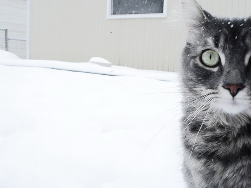 Кошки и снег фото 22