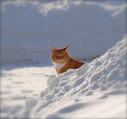 Кошки и снег фото 26
