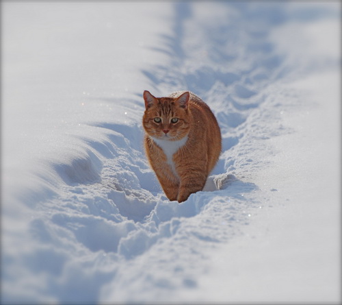 Кошки и снег фото 27