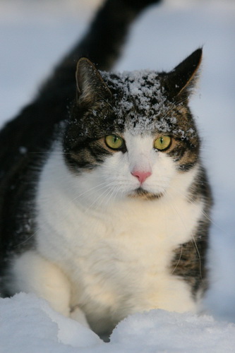 Кошки и снег фото 29