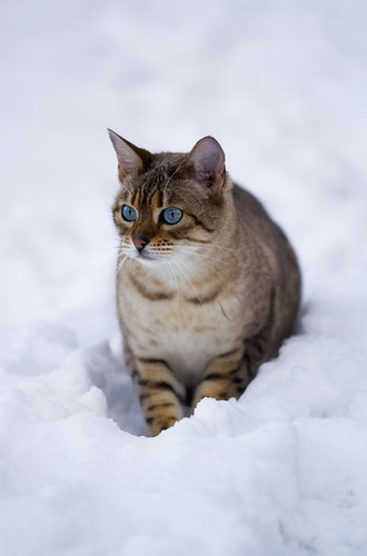 Кошки и снег фото 30