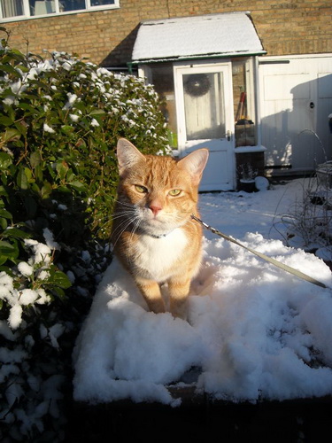 Кошки и снег фото 32