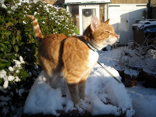 Кошки и снег фото 33