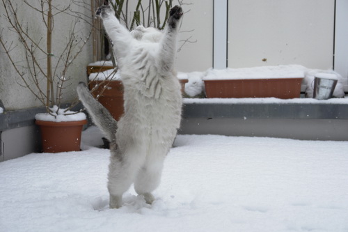 Кошки и снег фото 35