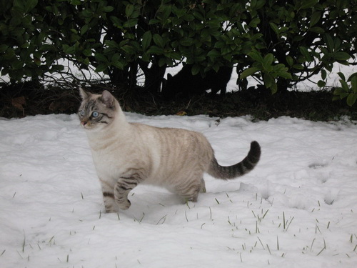 Кошки и снег фото 37
