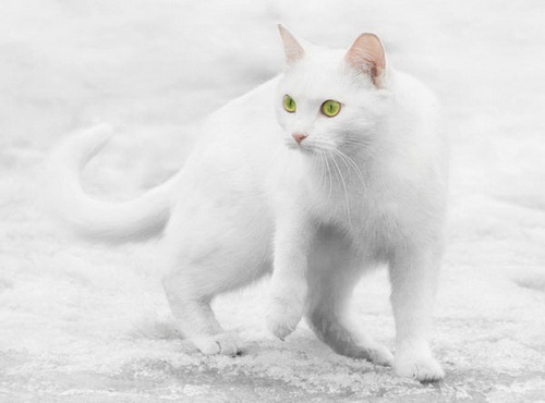 Кошки и снег фото 40