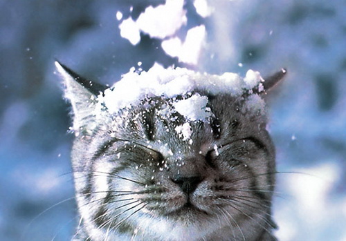 Кошки и снег фото 41