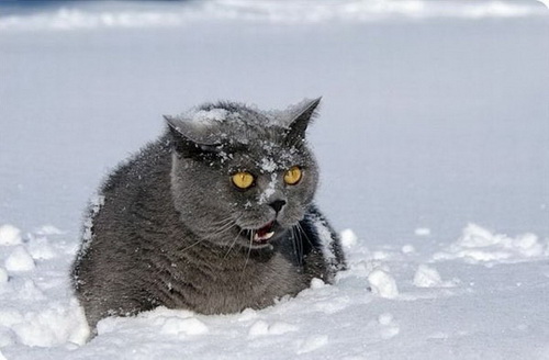 Кошки и снег фото 42