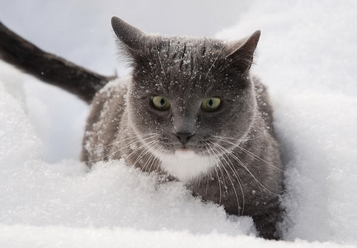 Кошки и снег фото 43