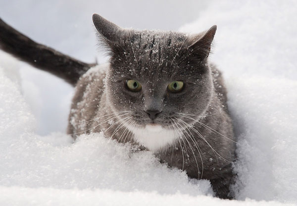Кошки и снег :: фотография 2