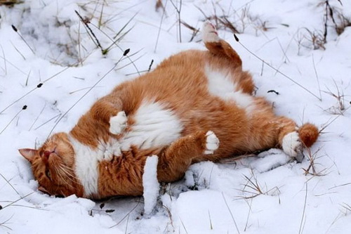 Кошки и снег фото 45