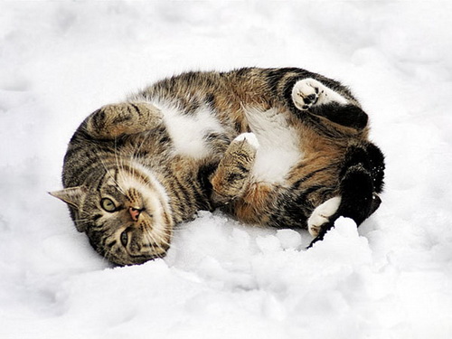 Кошки и снег фото 48