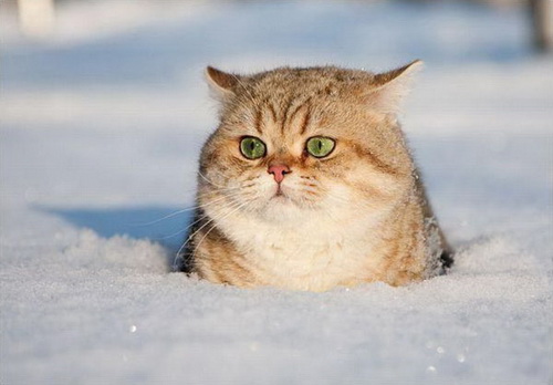 Кошки и снег фото 50