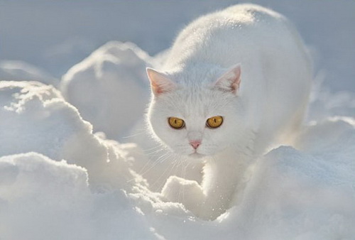 Кошки и снег фото 51