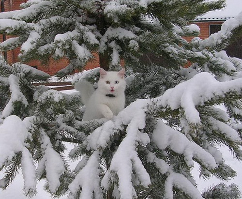 Кошки и снег фото 52