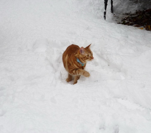 Кошки и снег фото 54