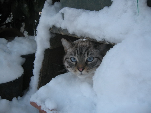 Кошки и снег фото 57