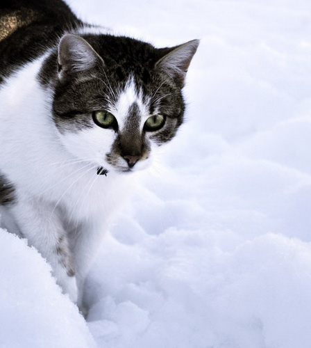 Кошки и снег фото 59