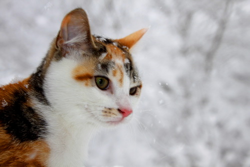 Кошки и снег фото 60
